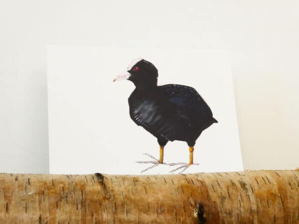 ansichtkaart 'Meerkoet'